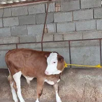 فروش گوساله سیمینتال اصیل پرواری