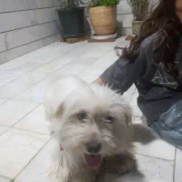 سگ پاپی