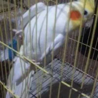 لوتینوماده