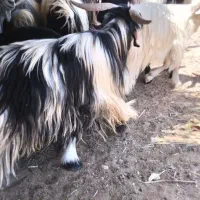 گوسفند داشت