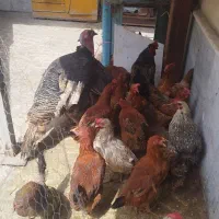 تعداد مرغ وبوقلمون