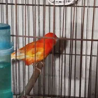 قناری خونگی