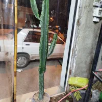 کاکتوس اینجنس