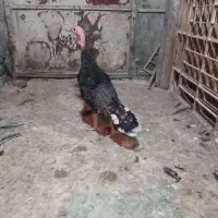 جوجه بوقلمون برنز