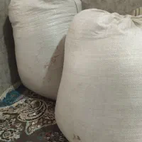 گندم