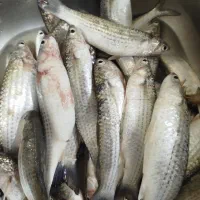 بیاح