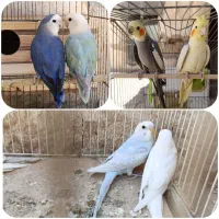 کوتوله(طوطی)برزیلی.عروس هلندی مولد.مرغ عشق