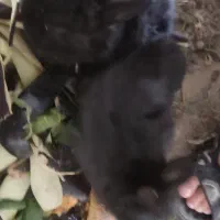 بچه خرگوش لوپی