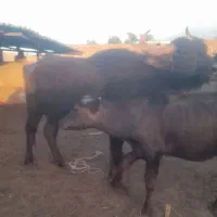 گاومیش شیری با شفج