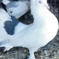 کبوتر چتری