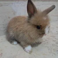 خرگوش