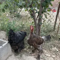 مرغ