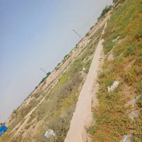 زمین ۲۰۰ متر در ام اتمیر نخل ۱۳