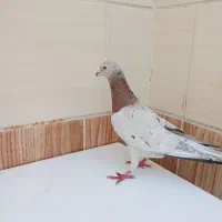 کفتر