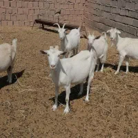سلام بز سانن فروشی