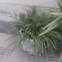 گل و گلدان طبیعی