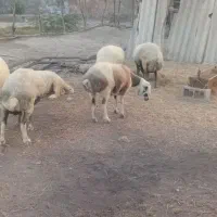 فروش تعدادی گوسفند