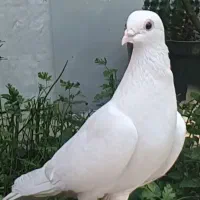 کبوتر ....