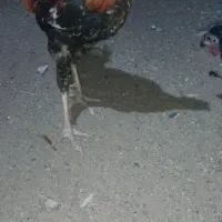 مرغ و خروس