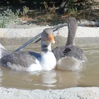 غاز