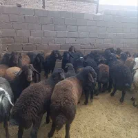 بره نر|حیوانات مزرعه|بزینه رود, |دیوار