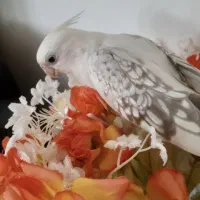عروس هلندی گم شده