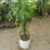 مانسترا گلخانه ماه گل