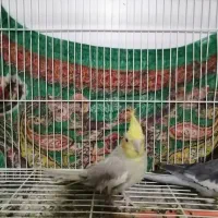 یک جوفت عروس هلندی