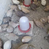 جوجه بلدرچین