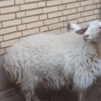 بره ماده(تغل)