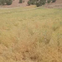 کاه گرگرو