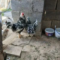 خروس گلین
