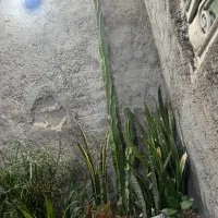 فروش کاکتوس