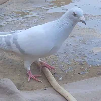 دم سفید