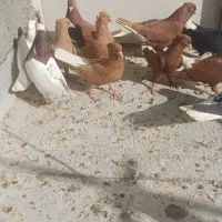 کبوتر