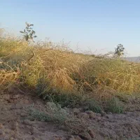 فروش زمین