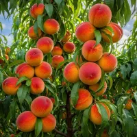 نهال هلو جی اچ هیل