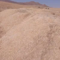کاه گندم کاملا ریز ومرغوب حدود۴۰تن یکجا