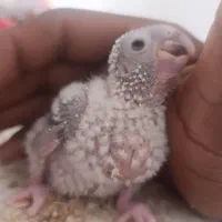 گرینجیک|پرنده|کرباسک, |دیوار