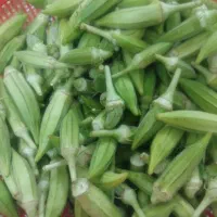 بامیه ریز و تازه چین