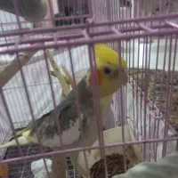 عروس هلندی باهوش و زیبا