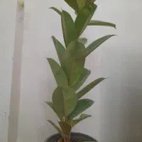 انواع گل فیکوس 65 تومن تا 145تومن