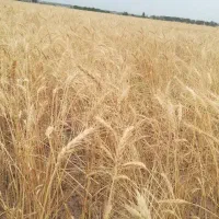 ۲ هکتار زمین کشاورزی و چاه