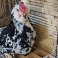 جوجه 4 ماهه گُلین ریشو کاکلی 40تاج