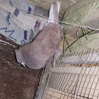 کبوتر
