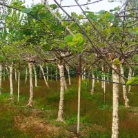 کارشناسی باغات کیوی رایگان