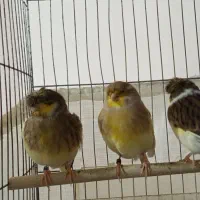 قناری گلستر