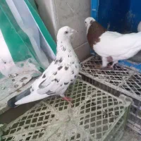 طوقی جفت
