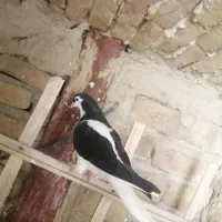 کفتر پرشی