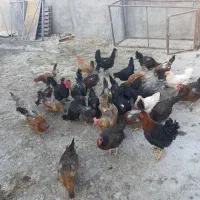 فروش خروس مرغ بومی تازه تخم